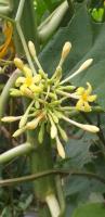 fleurs papaye mâles