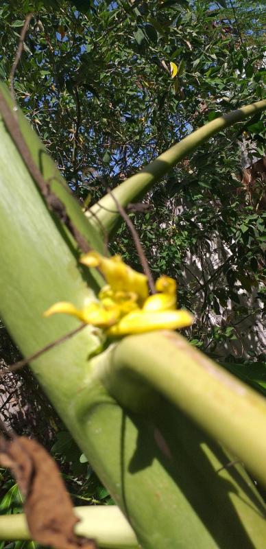 fleur de papaye femelle