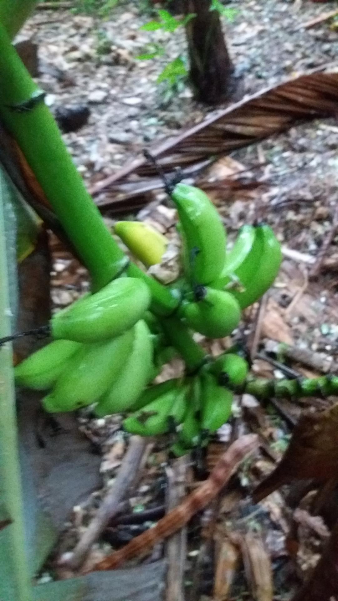 petit régime de banane avorté