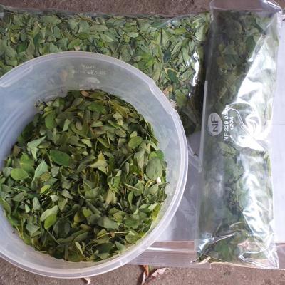 feuilles fraiches de moringa oleifera