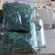 Feuille de neem