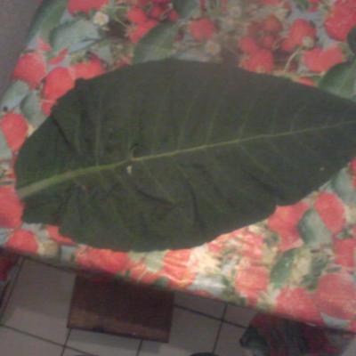feuilles de tabac mature