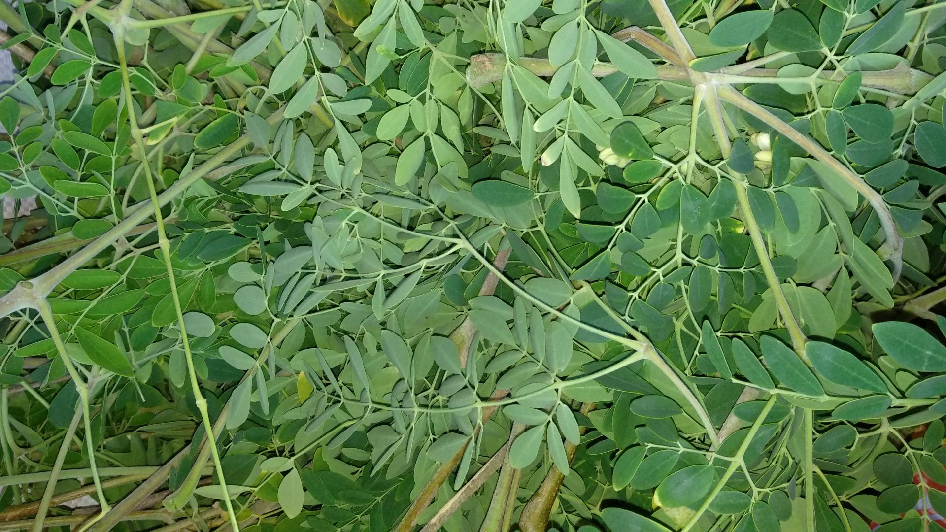branches de feuilles de moringa