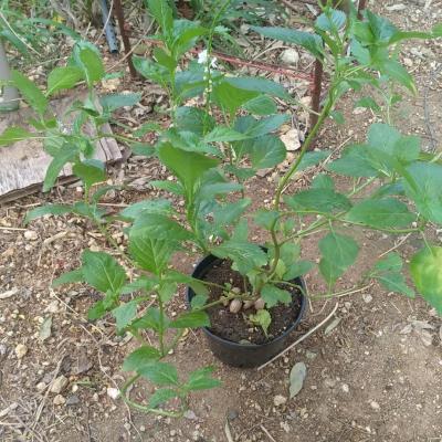 verveine caraïbes en pot