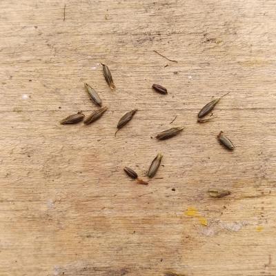 verbana seeds