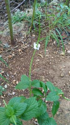 verveine caraïbes