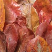 Feuilles de catappa