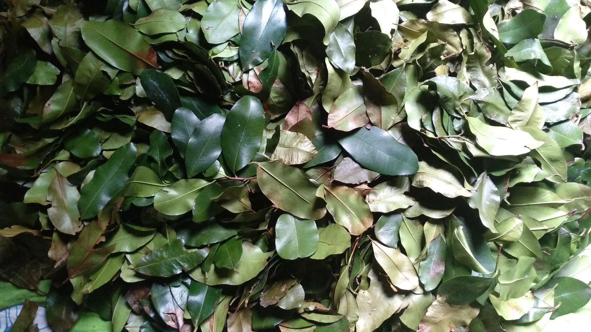 Feuilles de bois d'Inde