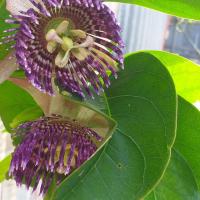 Passiflora laurifolia