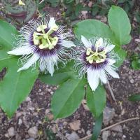 Passiflora éludis