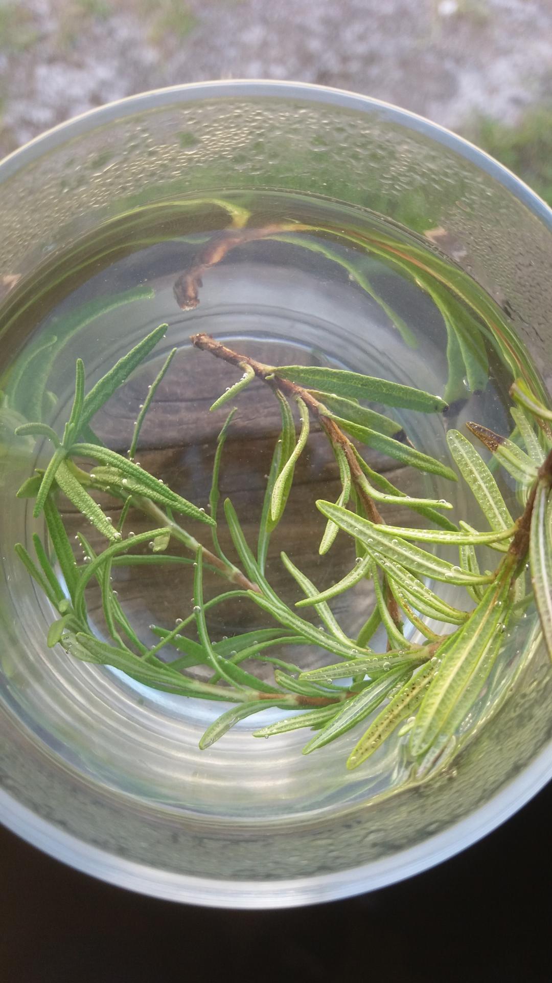 Infusion de romarin